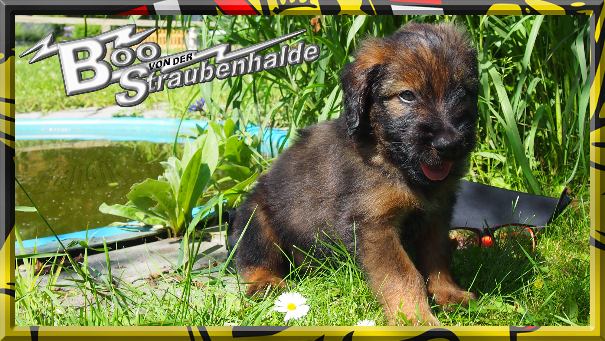 Wäller von der Straubenhalde